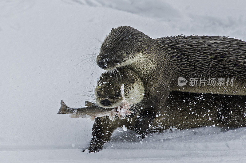 北美水獭，Lontra canadensis，也被称为北方水獭或普通水獭，是北美特有的半水栖哺乳动物。冬天在黄石河边和雪地里玩耍，黄石国家公园